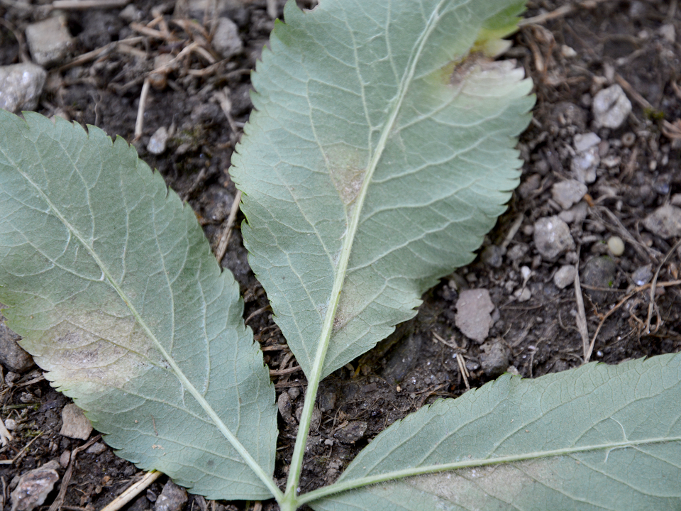 Kleinschuster_19_07_2021_Spinnmilbenbefall_Holunder (4zu3).png